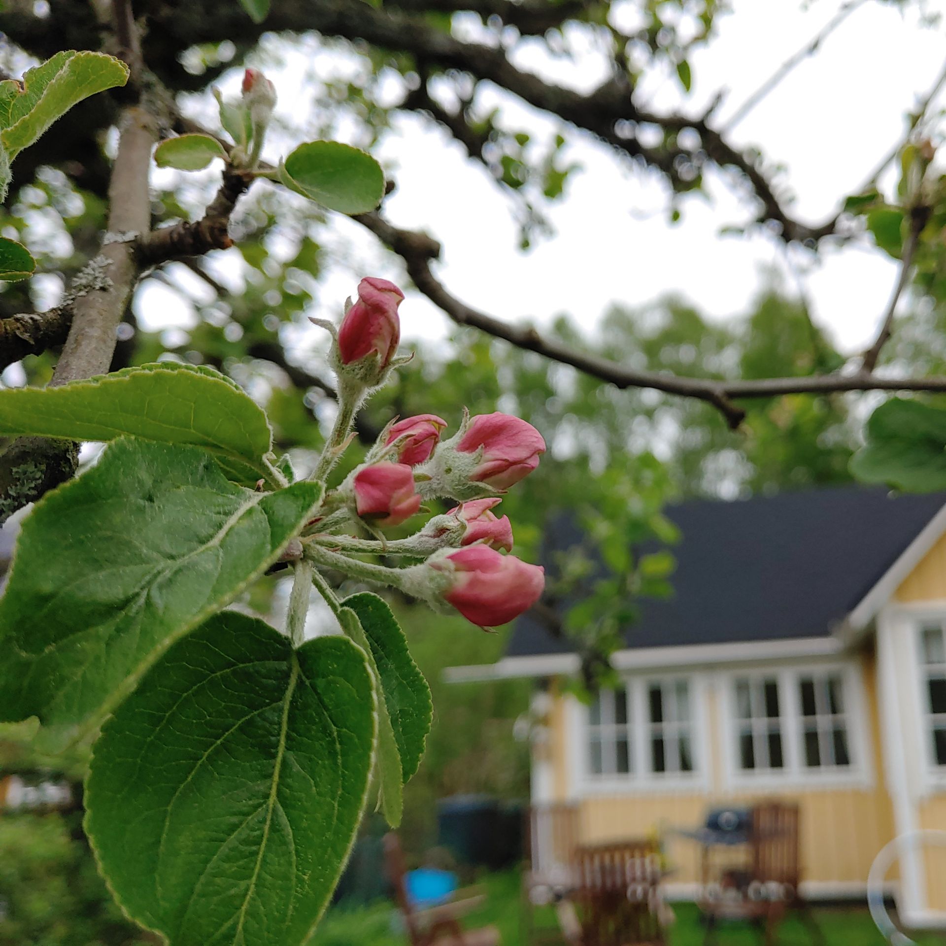 Rosa äppelblommor i knopp