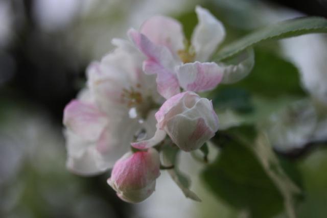 Äppelblommor i knopp